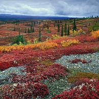 De toendra in zijn herfstkleuren, Denali NP, Alaska, USA
<BR><BR>Zie ook www.arterra.be</P>